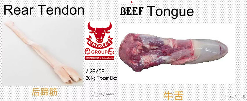 TENDON -TONGUE